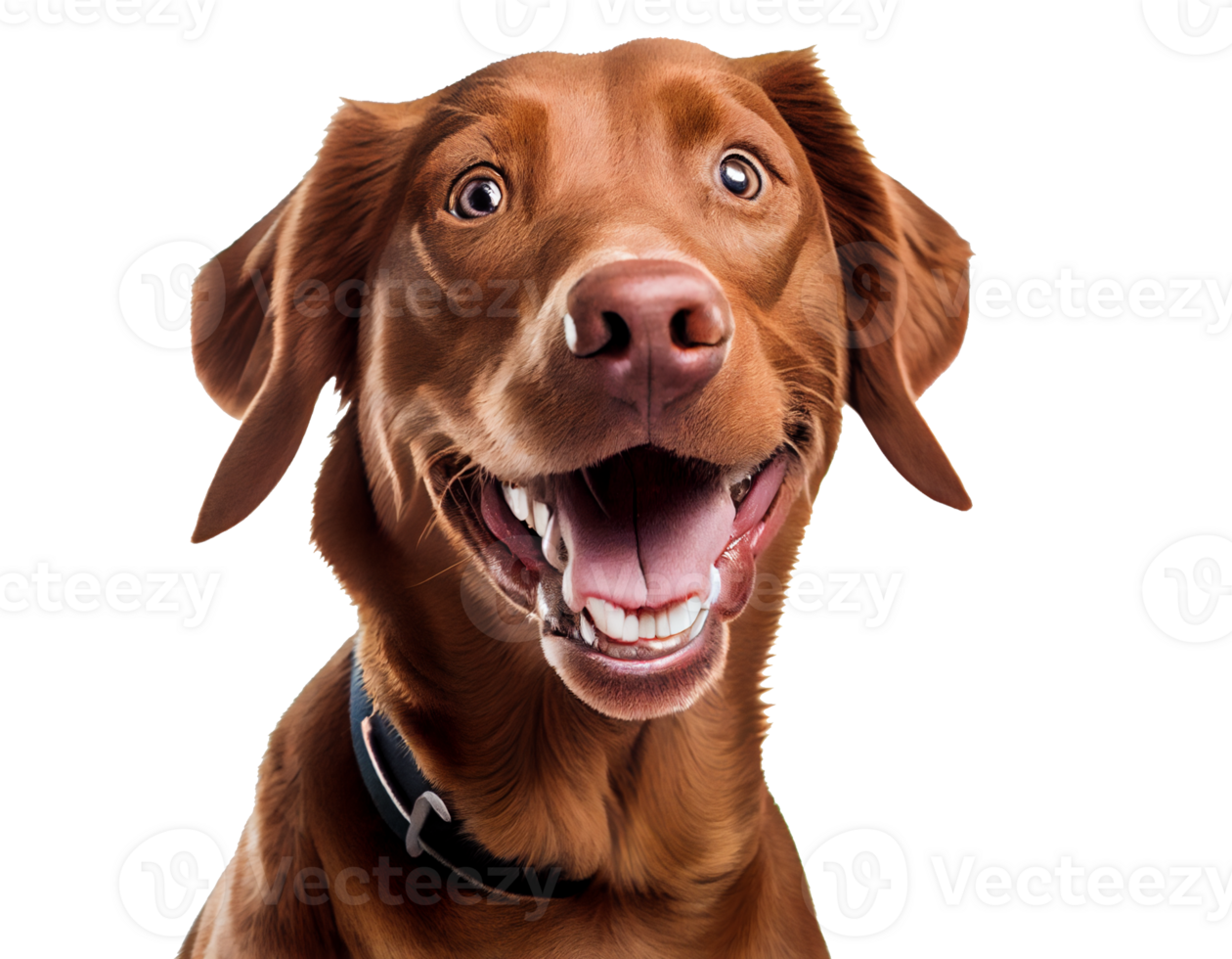 happy smiling dog on a transparent background For decorating projects about pets. png