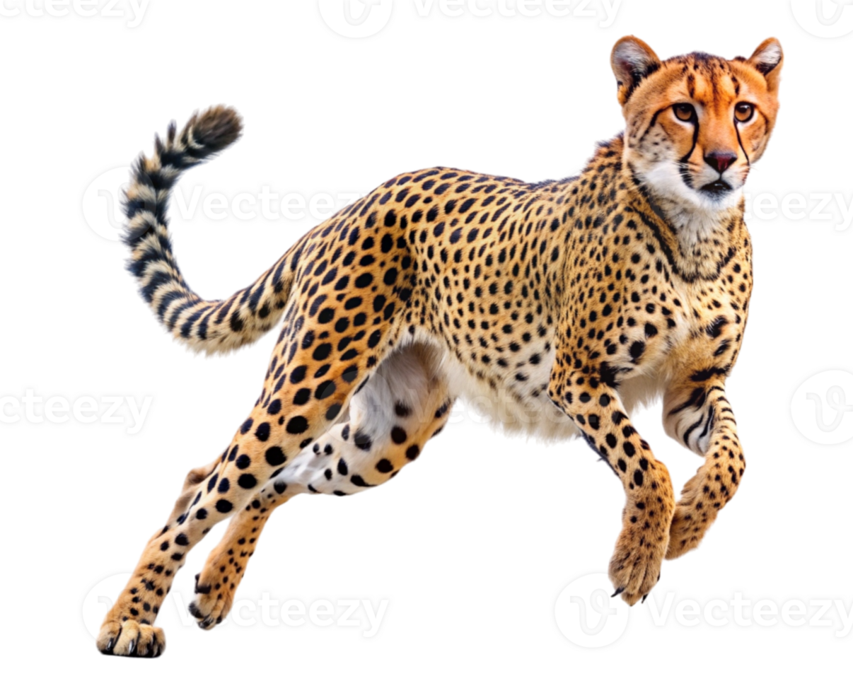 Cheetah accelerating running carnivorous wild animal png