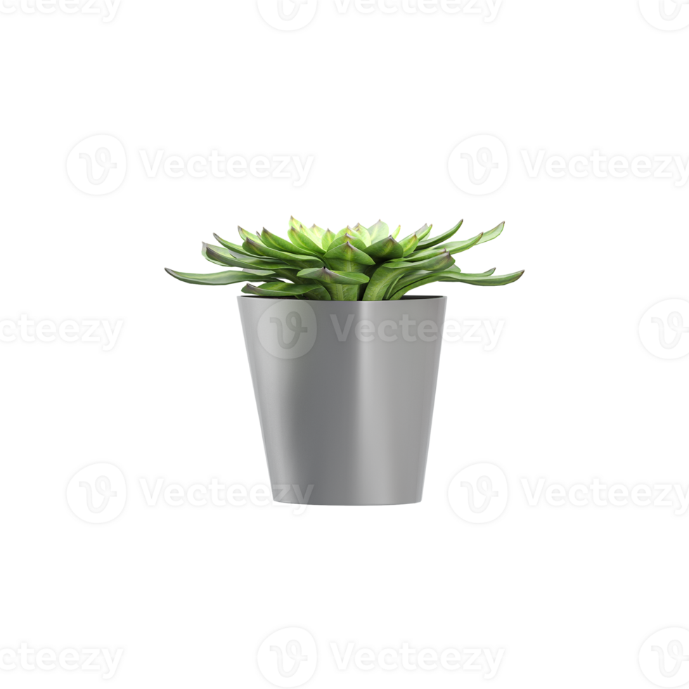 Ornamental Tree in pot on isolated transparent canvas png