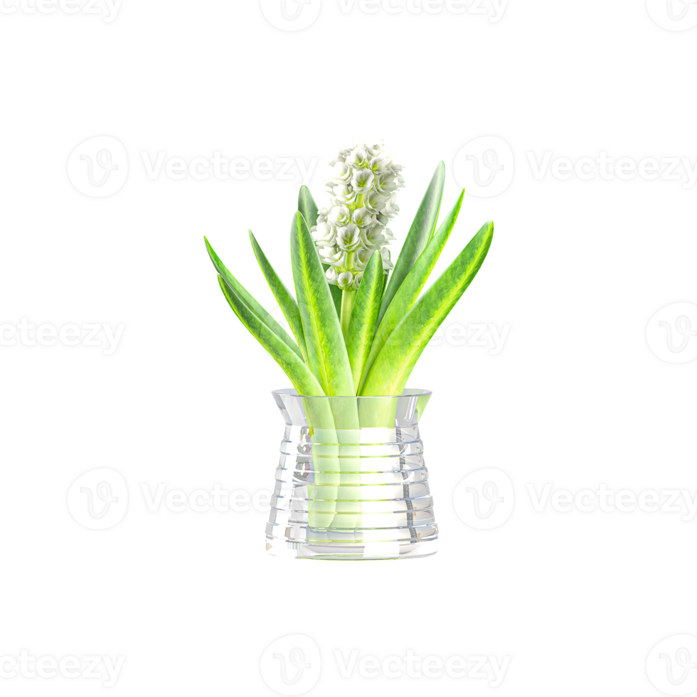 Ornamental home decoraction Hyacinth plant in pot png