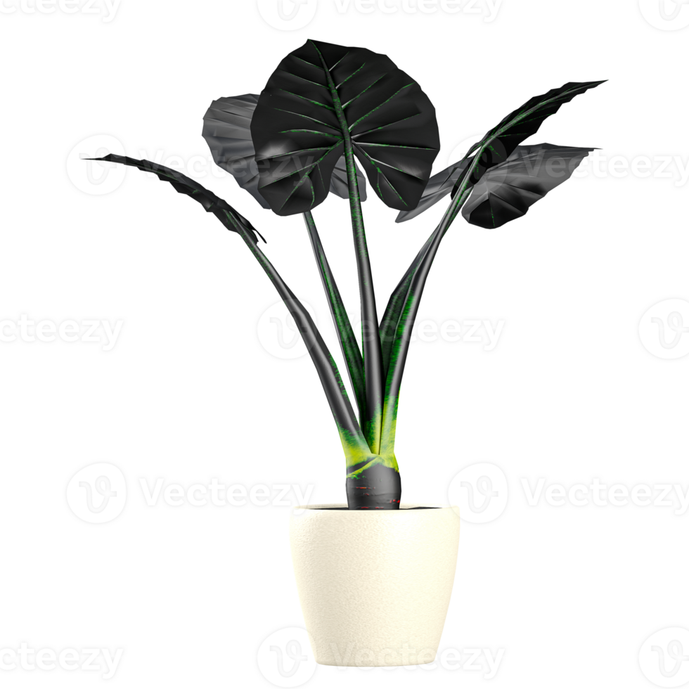 New Guinea Shield plant on isolated Canvas png