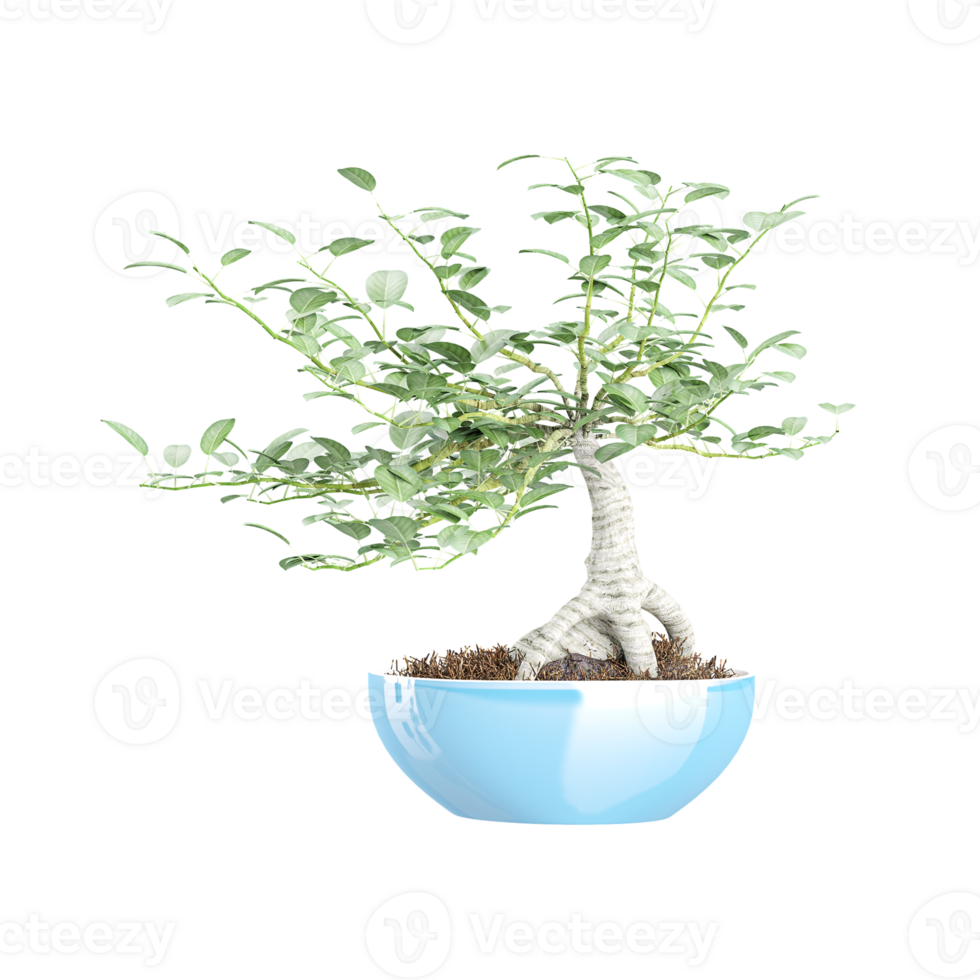 3d rendering of bonsai tree on isolated transparent canvas png