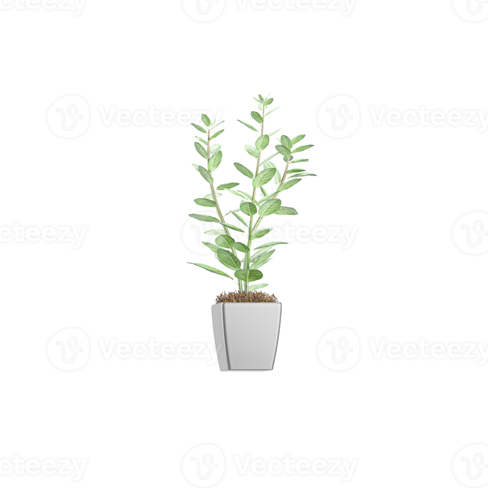 Eucalyptus plant isolated on transparent Canvas png
