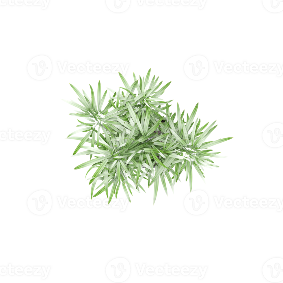 Bambusoideae tree isolated on transparent canvas from the top view png