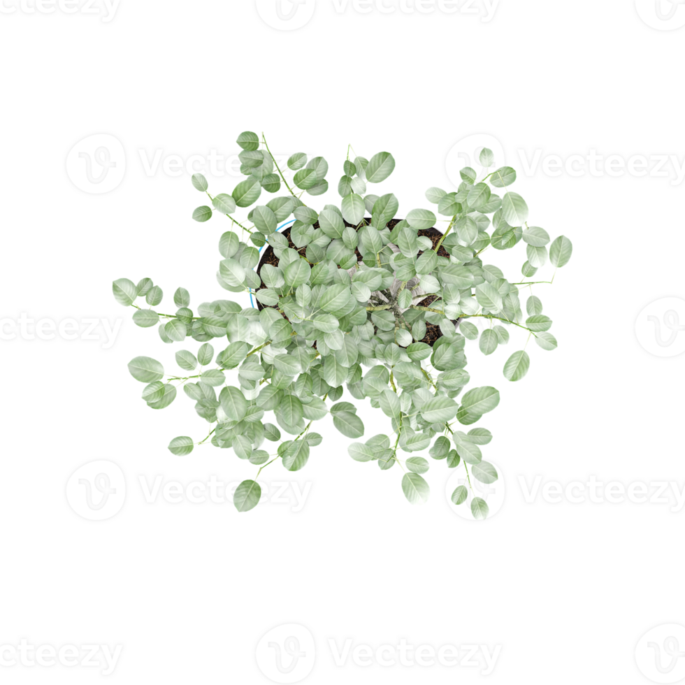 collection of tree with realistic style from top view png