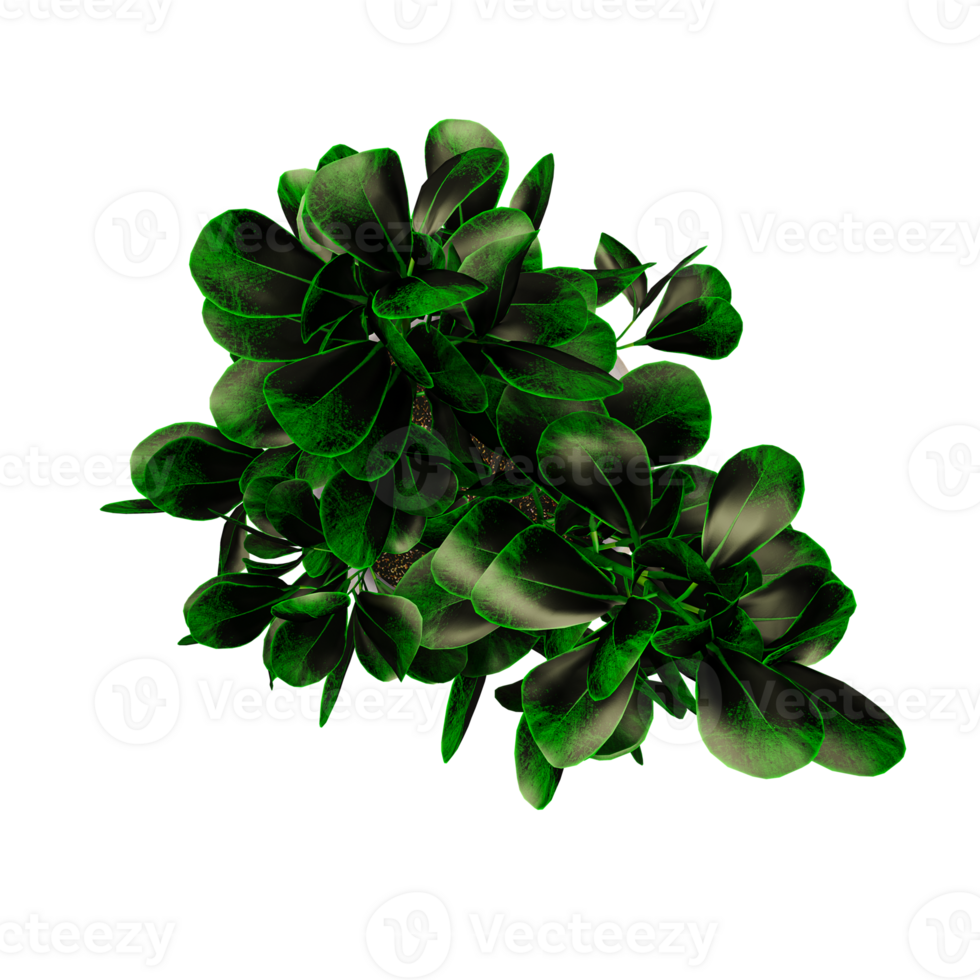 Beautiful tree isolated on transparent canvas from top view png