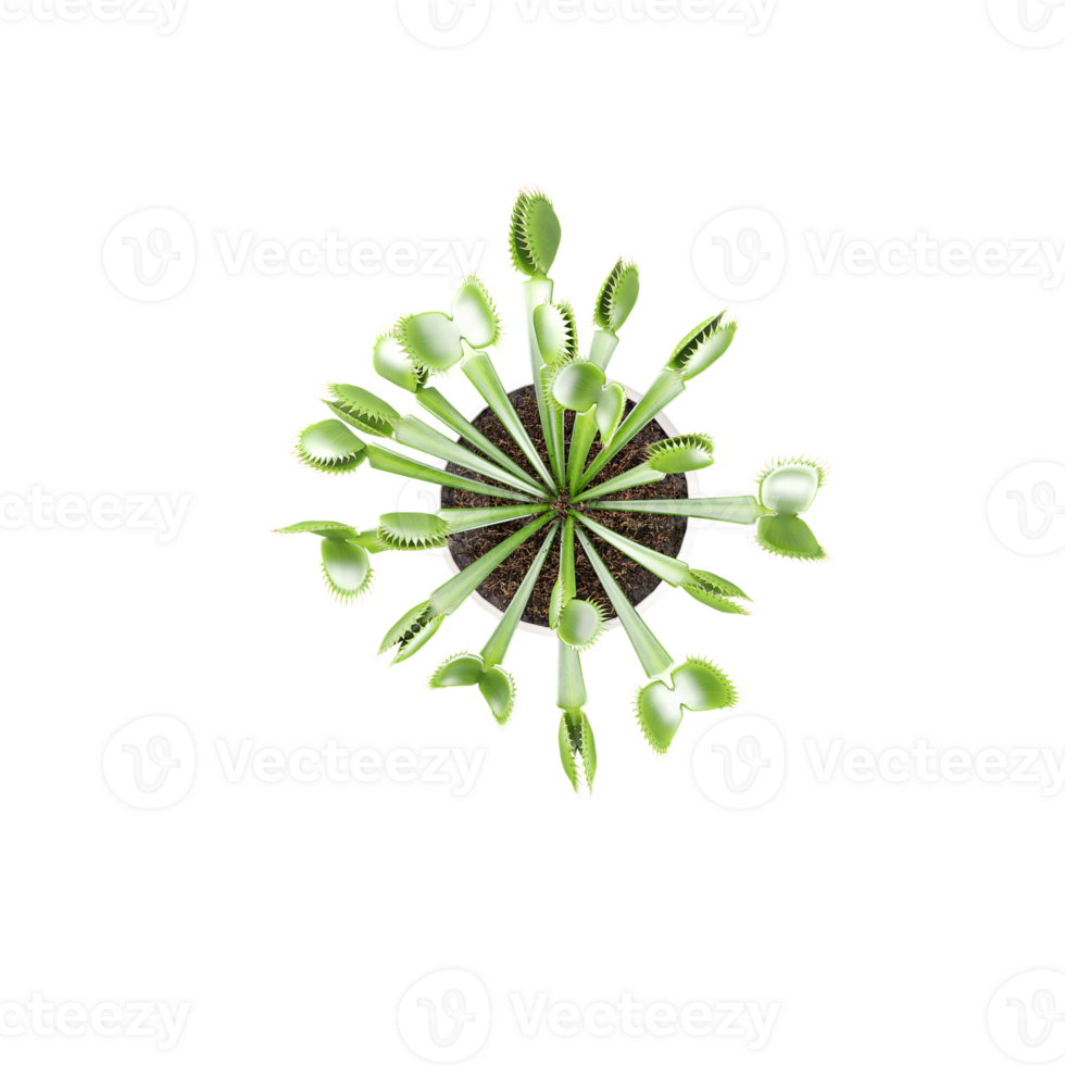 Ornamental tree in pot on transparent canvas from top view png