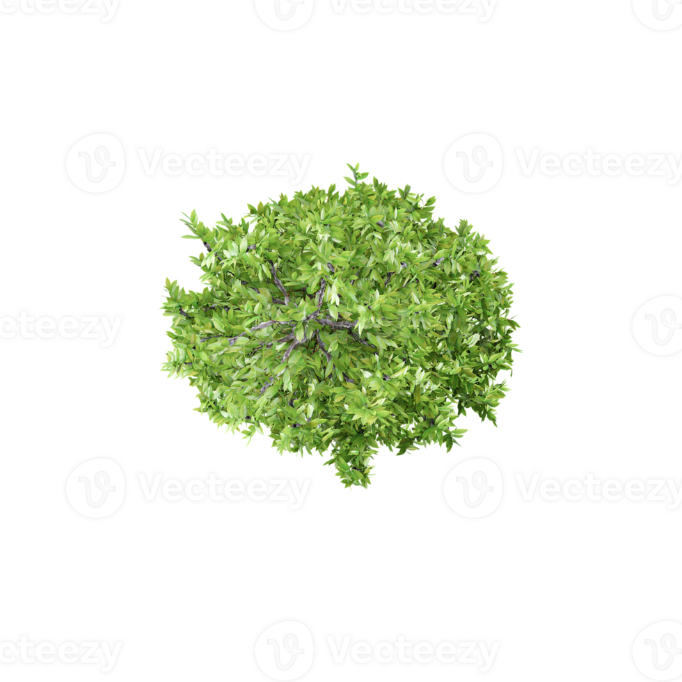 3d le rendu de cyprès arbre de Haut vue png