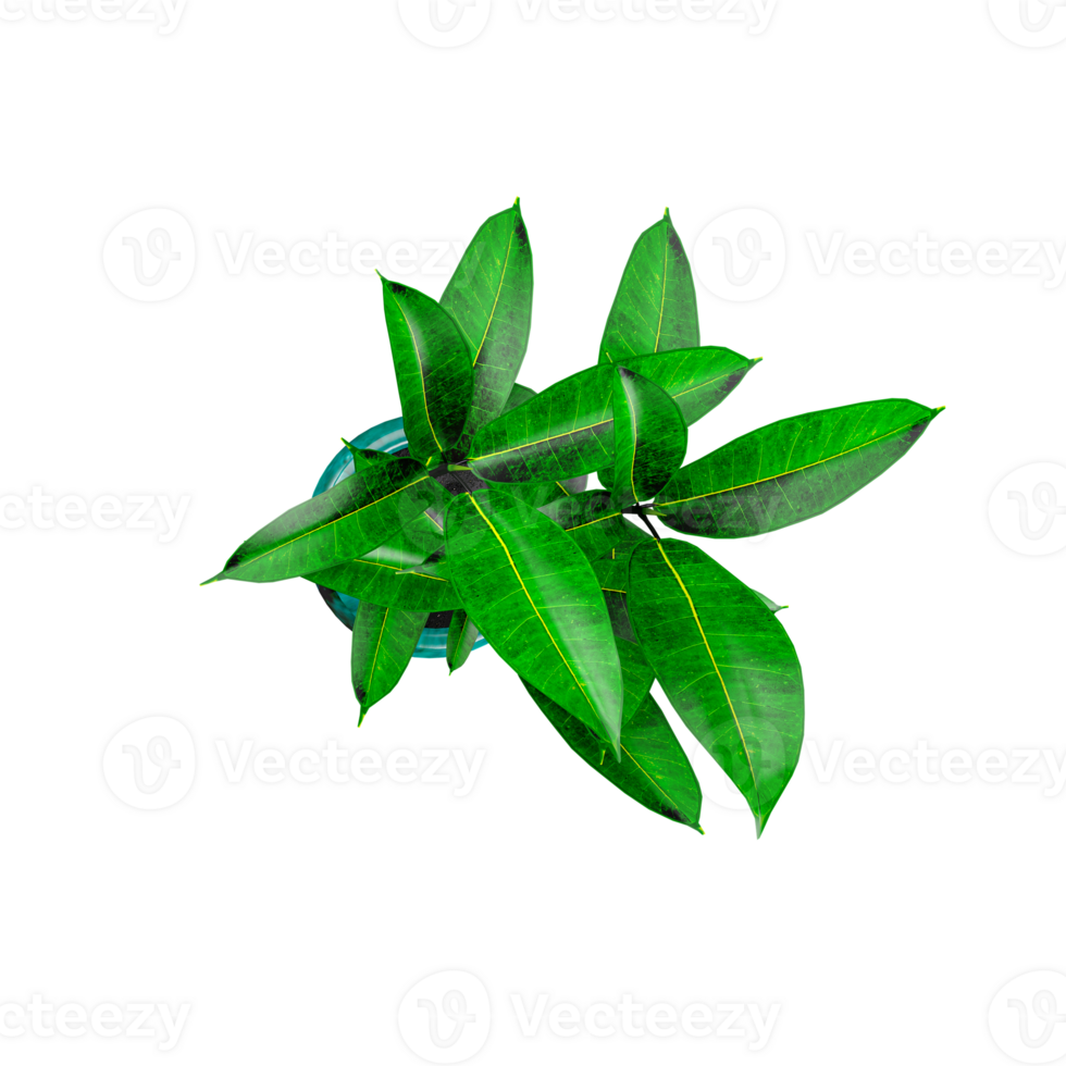 3d rendering of Mango leaves from the topview png