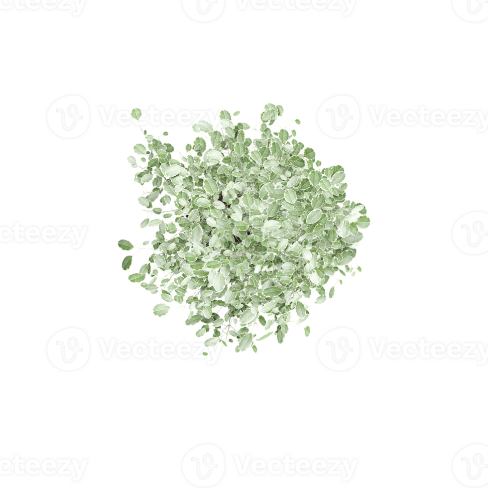 collection of tree with realistic style from top view png