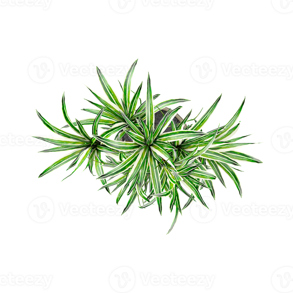 Set of plant in pots isolated on transparent canvas from top view png