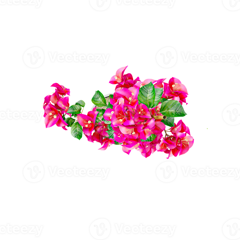 Isolated Bougainvillea flower top view collection png