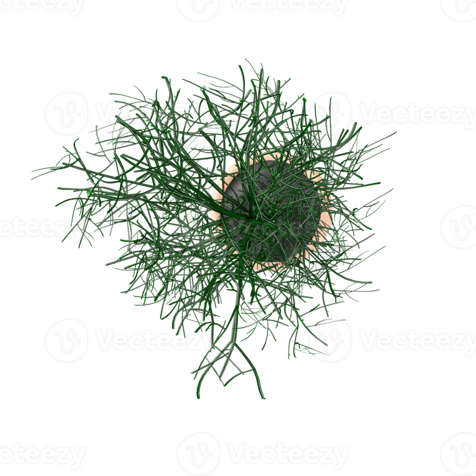 3d illustration of Tree Ornamental plants in pot from the top view png