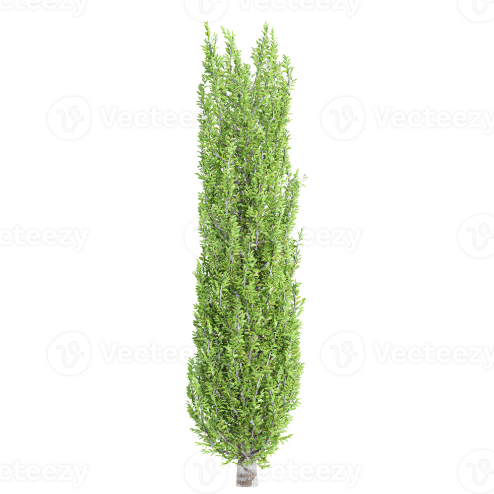3d rendering of Cypress Tree png
