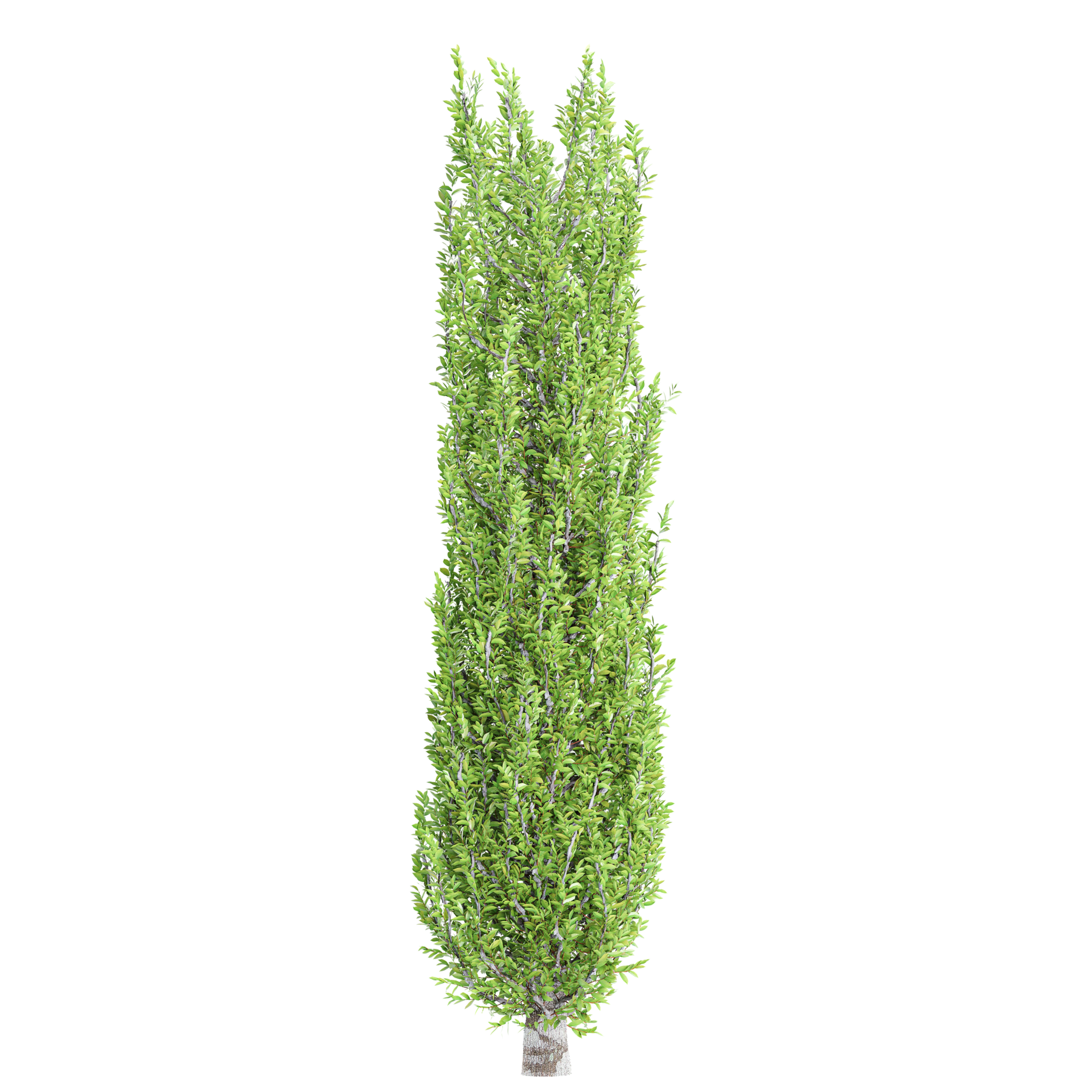 3d rendering of Cypress Tree 44647166 PNG