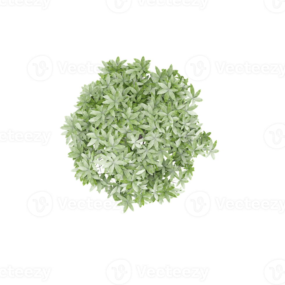Top view of decorative plant in pot isolated on transparent canvas png