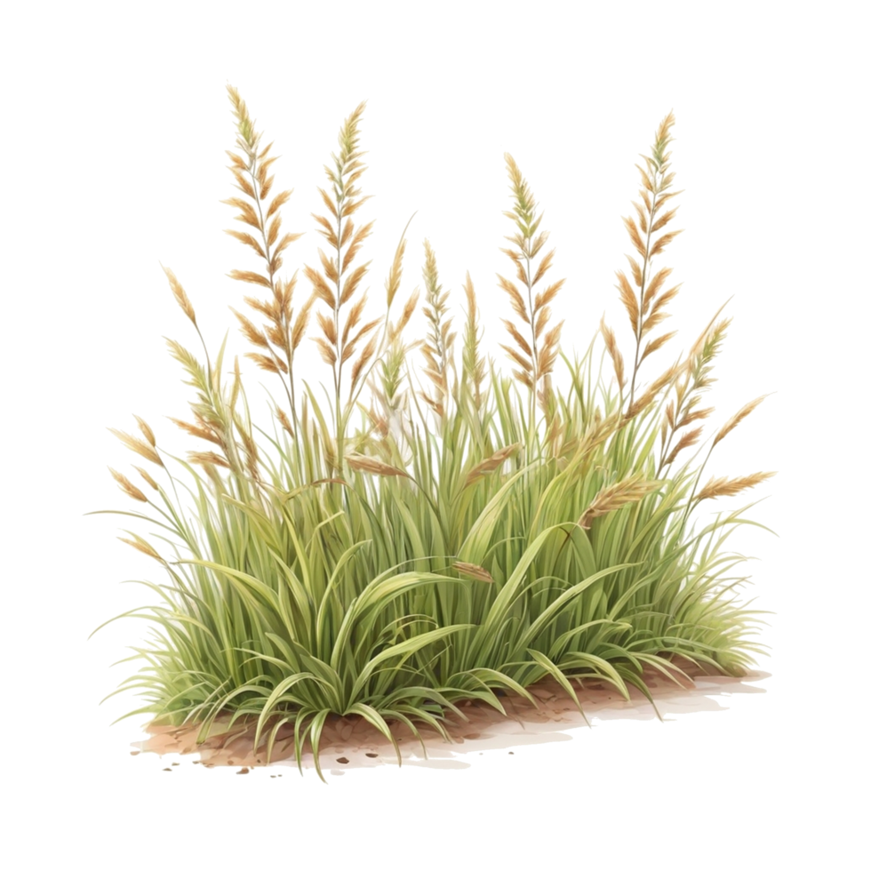 grass clipart transparent background png
