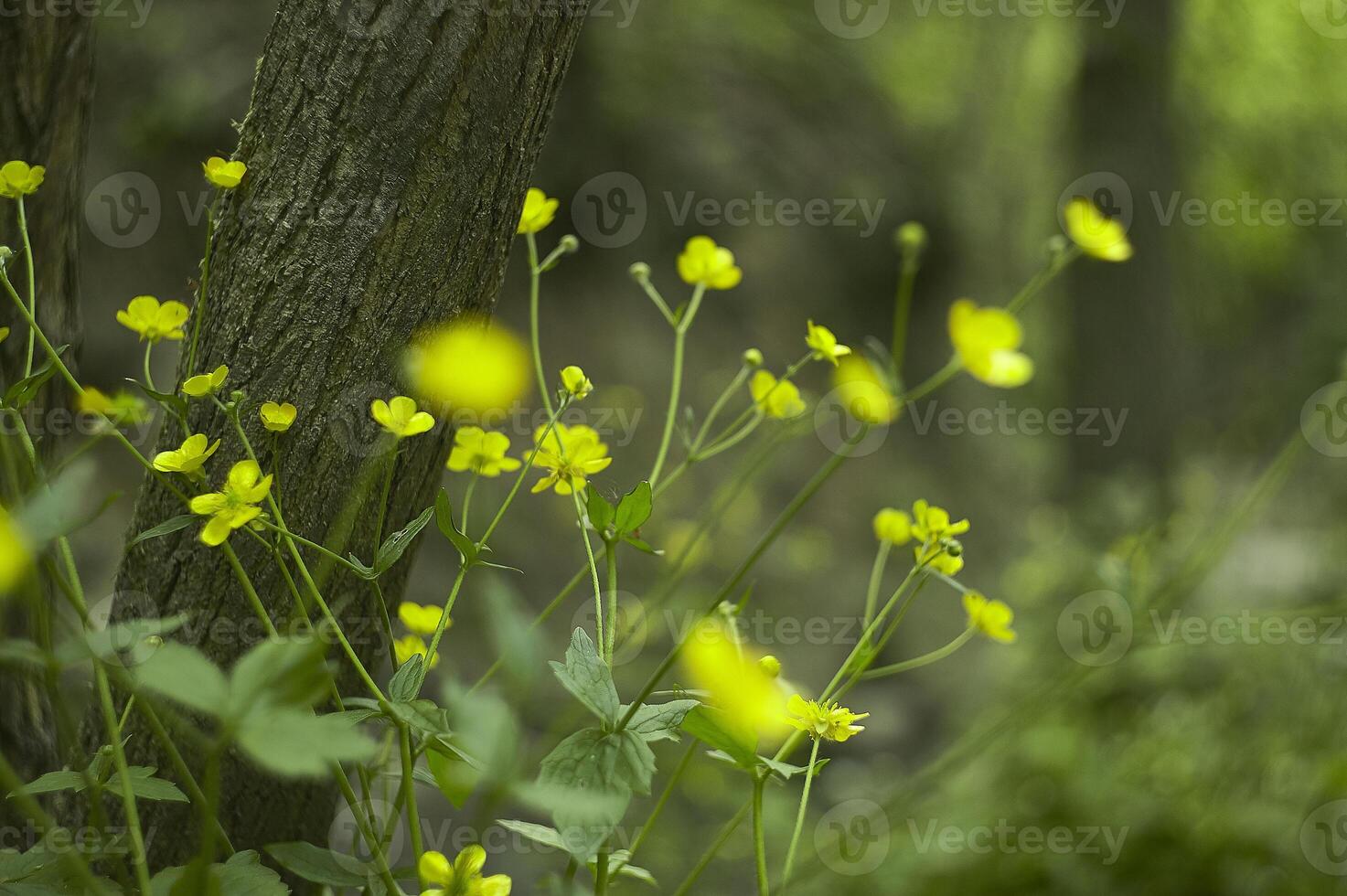 moltitude of yellow flowers photo