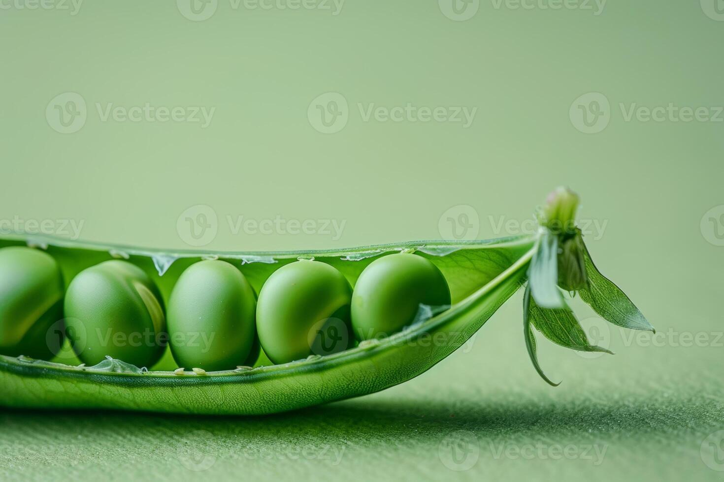 fresh peas in the pod close up isolated on a green gradient background photo