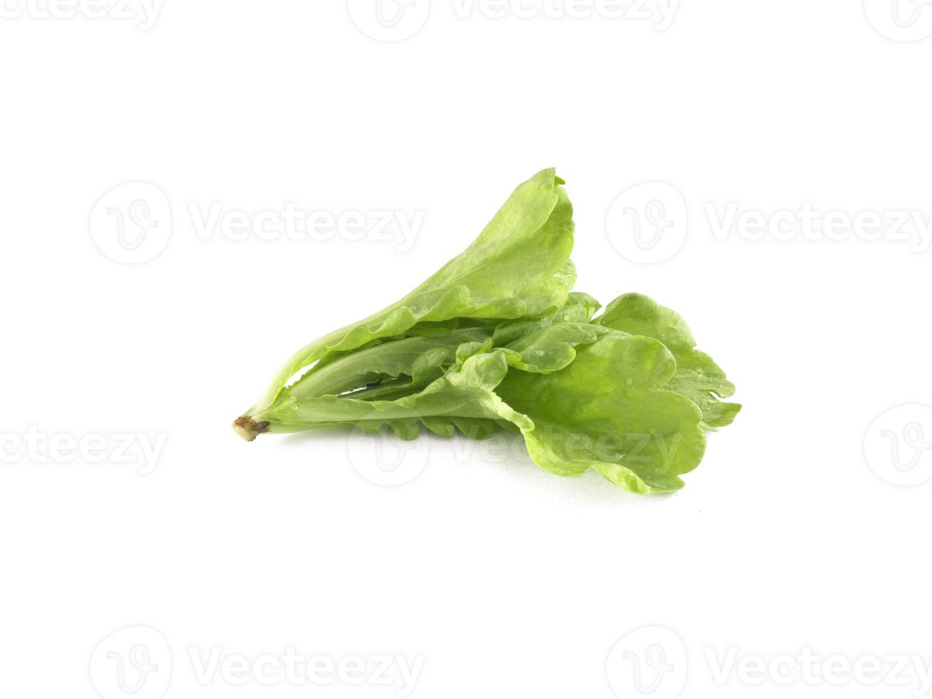 Fresh green Lettuce leaves salad leaf, transparent background png