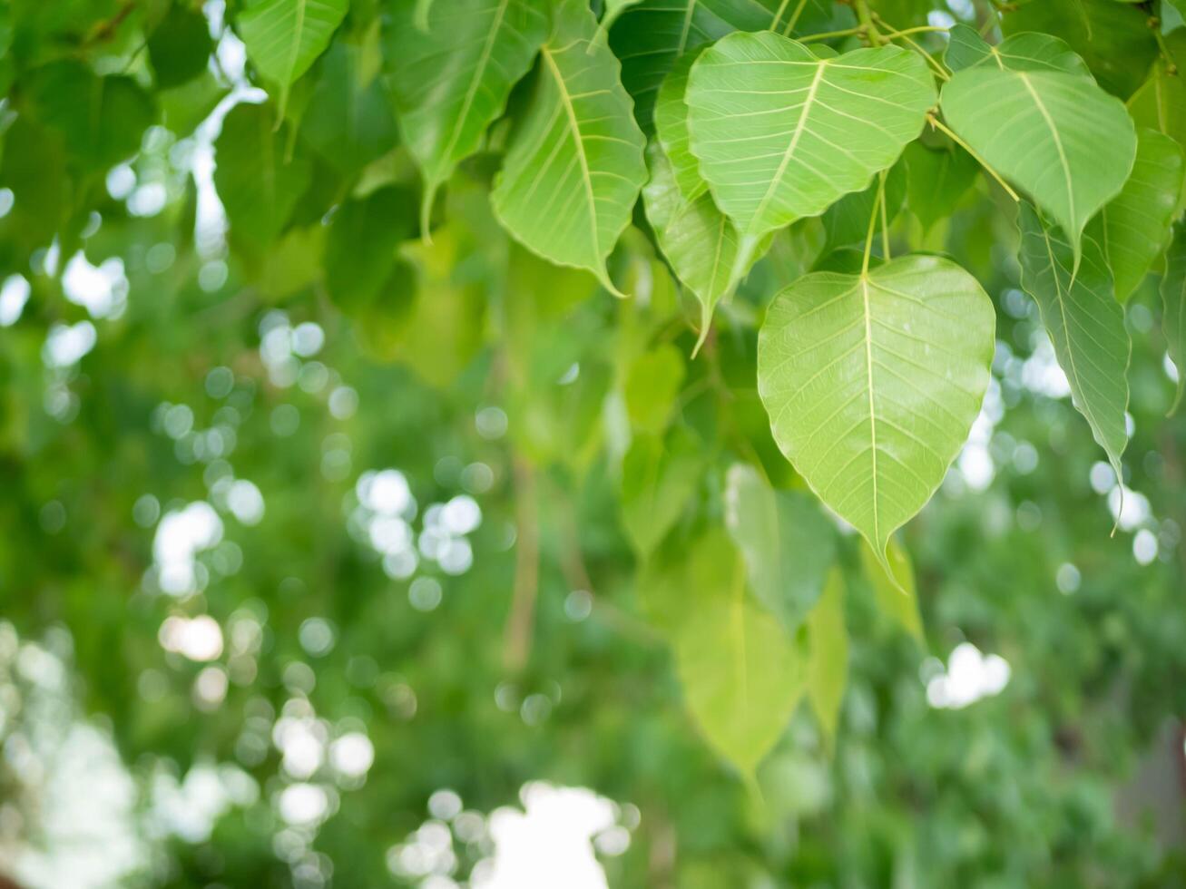 Green Bodhi leaves flutter back and forth. photo