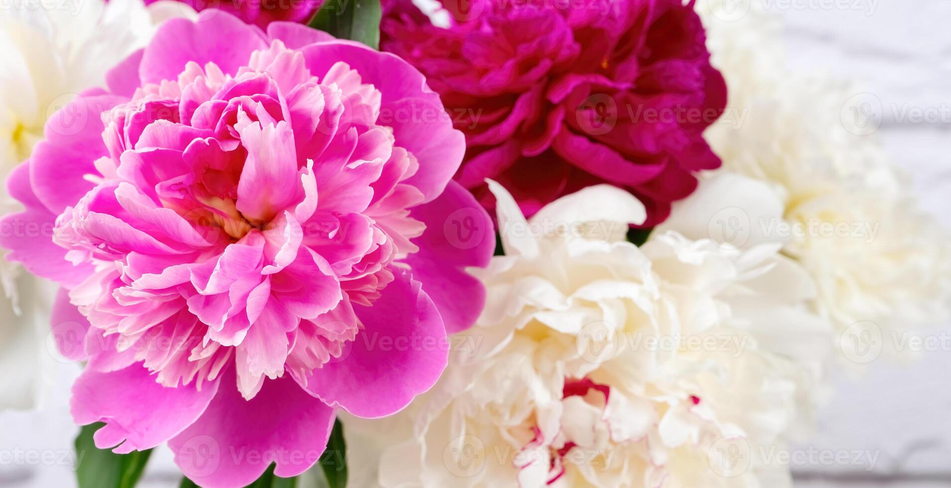 Pink and white peony flowers close up background photo