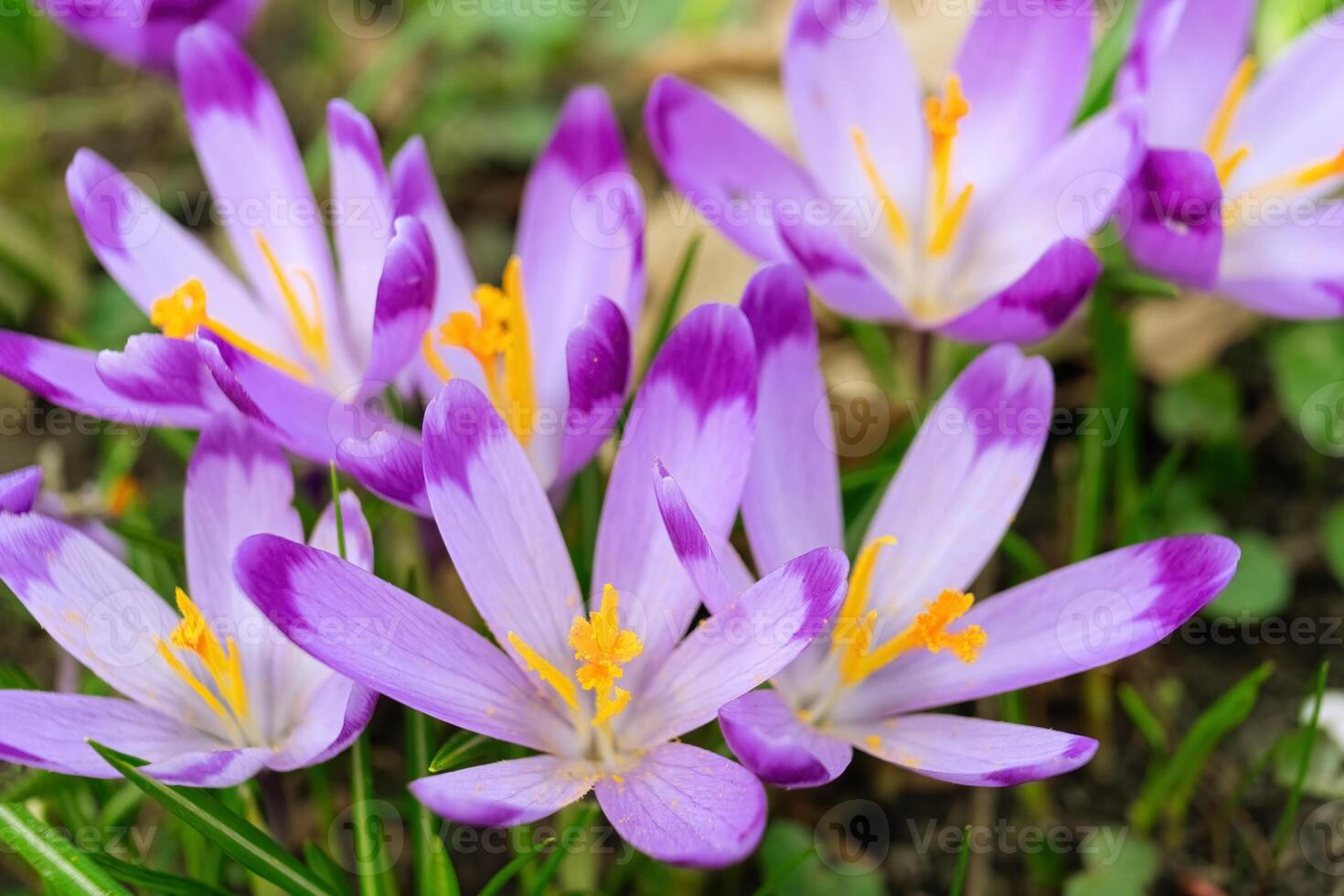 floreciente púrpura azafrán flores al aire libre en un parque, jardín o bosque foto