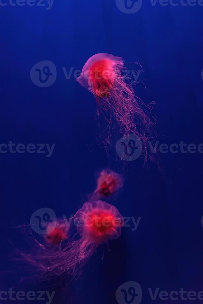 Fluorescent lion's mane jellyfish swimming underwater aquarium pool with red neon light. photo