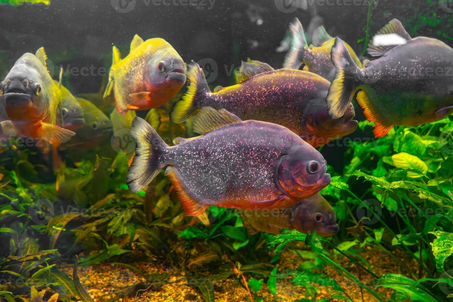 Piranha, Pygocentrus nattereri swimming in aquarium pool with green seaweed. photo