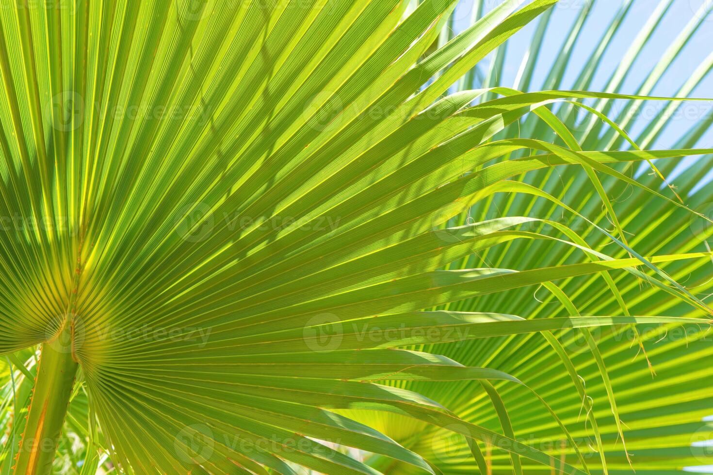 Green palm leaves background with sunlight photo