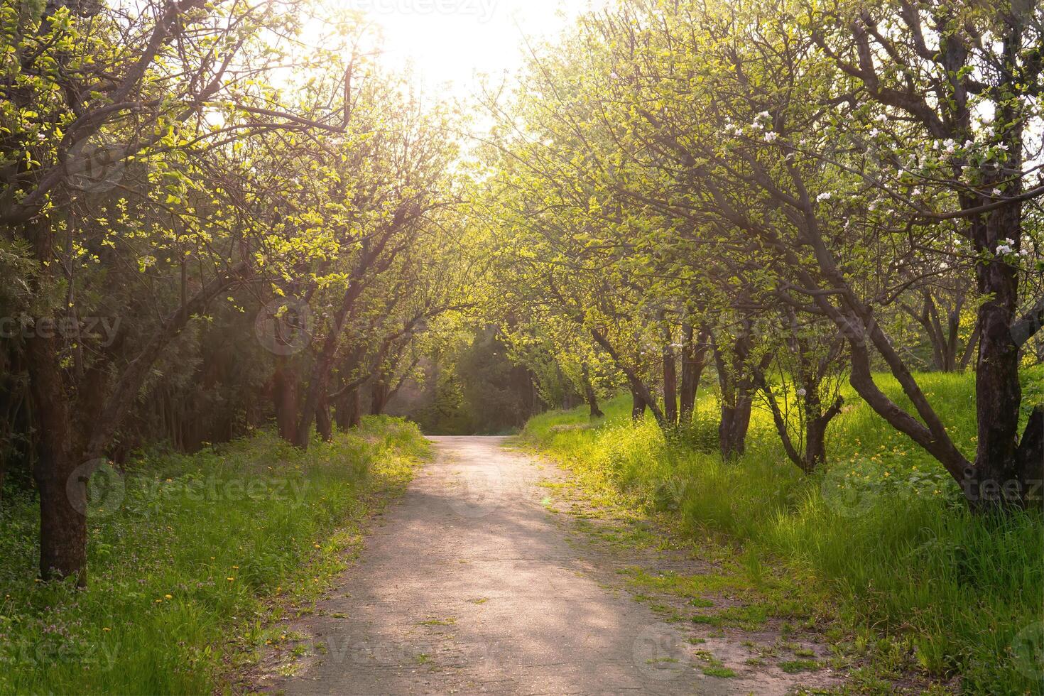 Path through park, alley with green grass and apple trees on sunset photo