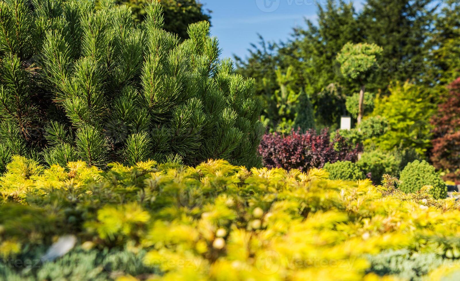 Beautiful Rockery Garden Full of Pine Plants photo