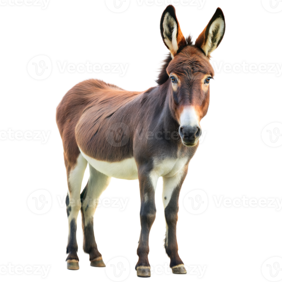 Brown and white donkey looking at the camera with a curious expression png