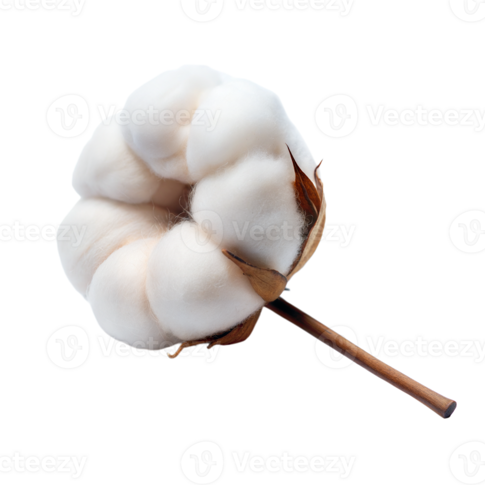 A cotton boll displaying its fluffy fibers png