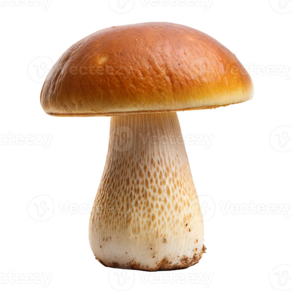 A porcini mushroom with a shiny cap stands isolated against a transparent backdrop png
