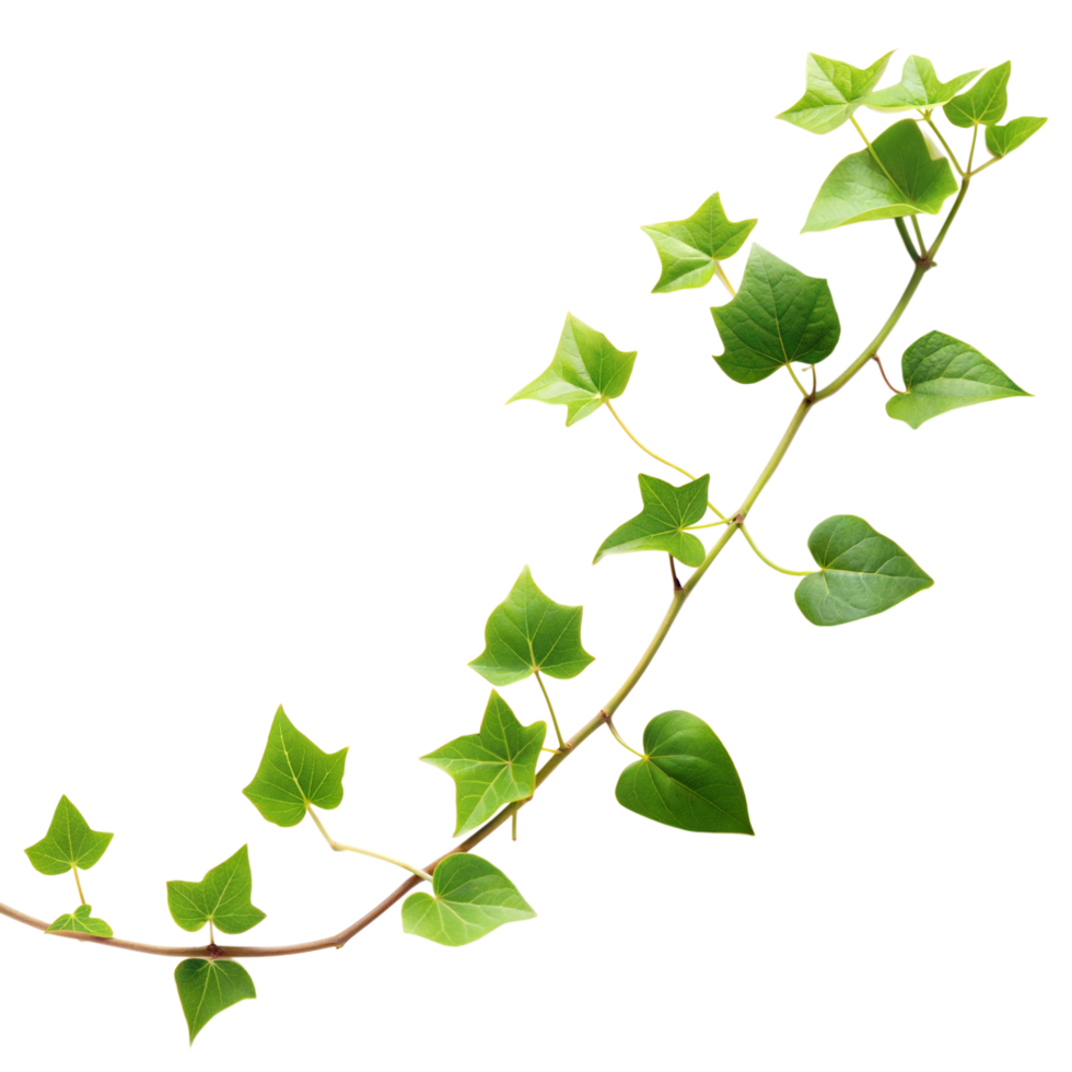 A healthy ivy vine with bright green leaves showing natural growth png