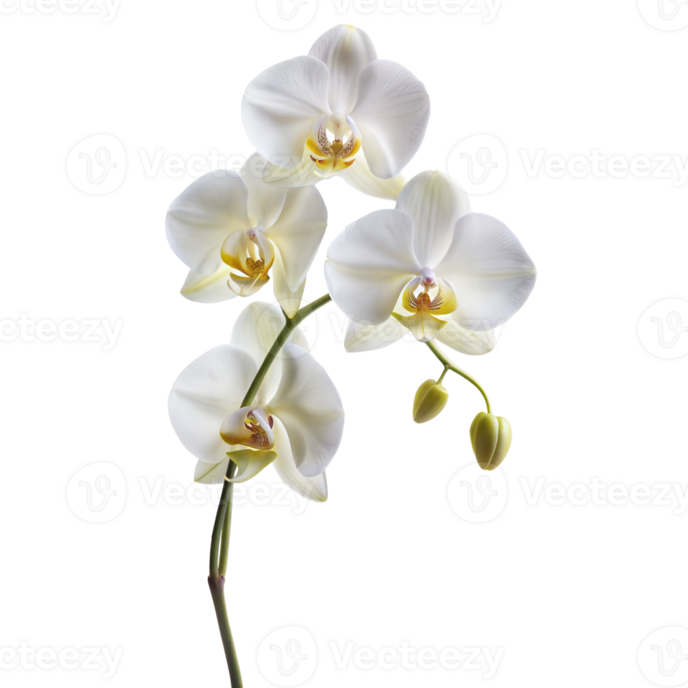 A pristine white orchid with delicate petals and yellow centers png