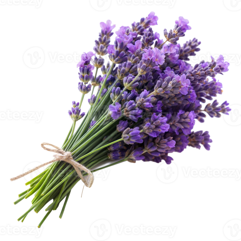 A bunch of lavender with a twine bow against a transparent background png