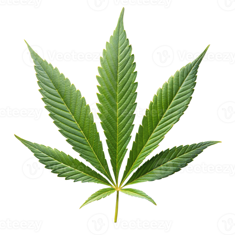 A detailed cannabis leaf against a pure transparent backdrop png