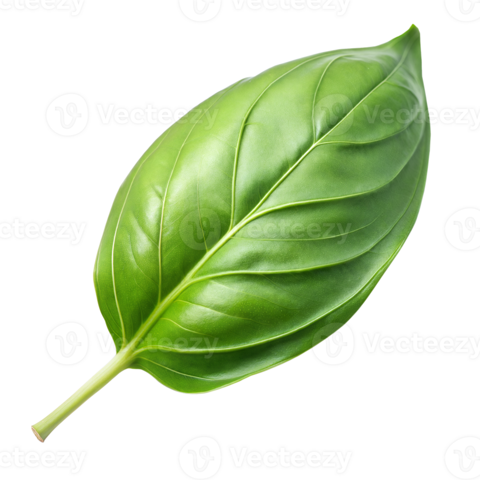 A single lush leaf with detailed veins against a transparent backdrop png