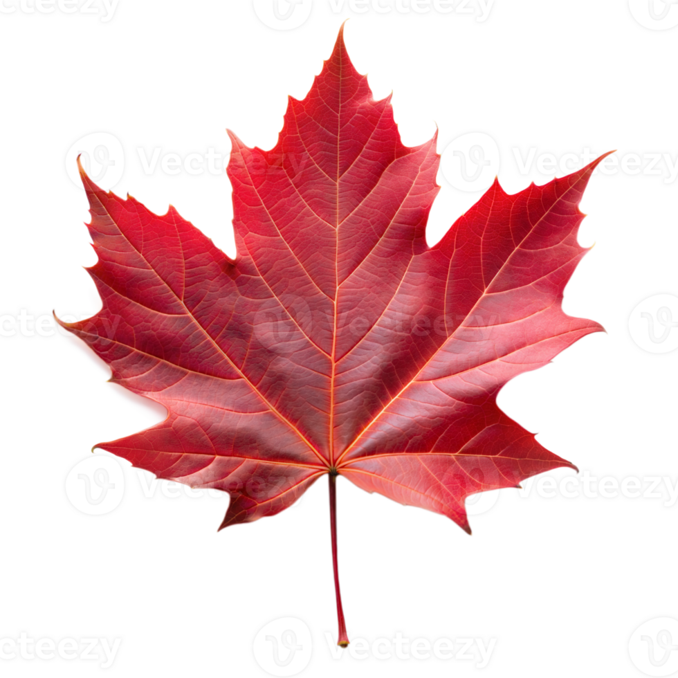 A bright red maple leaf in autumn hues png