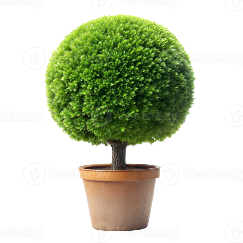 A neatly trimmed topiary in a pot with a transparent backdrop png