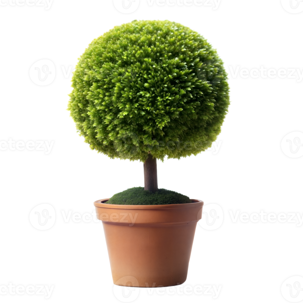 A neatly trimmed topiary in a pot against a transparent background png