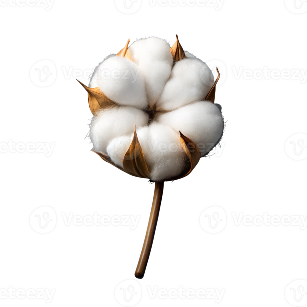 A single cotton boll showcased in bright light png