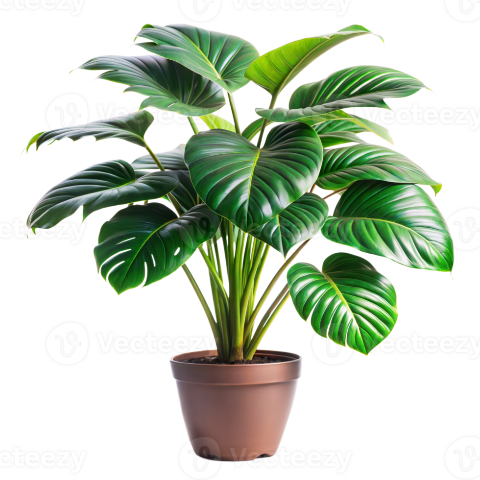 A vibrant Monstera deliciosa thriving in a terracotta pot png