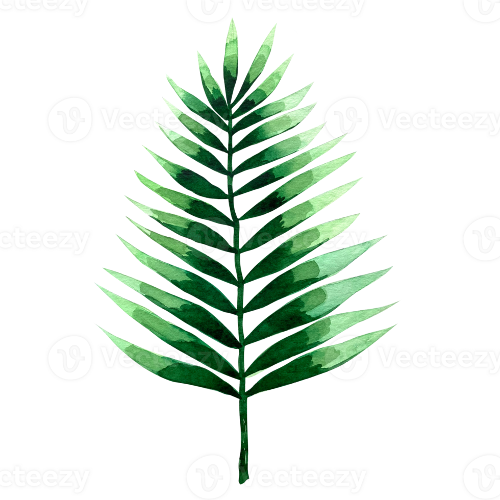 Watercolor exotic green leafs illustration. Watercolor leave set. Exotic colorful plant. Tree jungle green trees. Realistic botanical illustrations for wedding design, cards. png