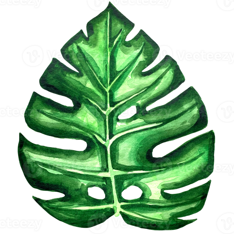 acquerello esotico verde foglie illustrazione. acquerello partire impostare. esotico colorato pianta. albero giungla verde alberi. realistico botanico illustrazioni per nozze disegno, carte. png