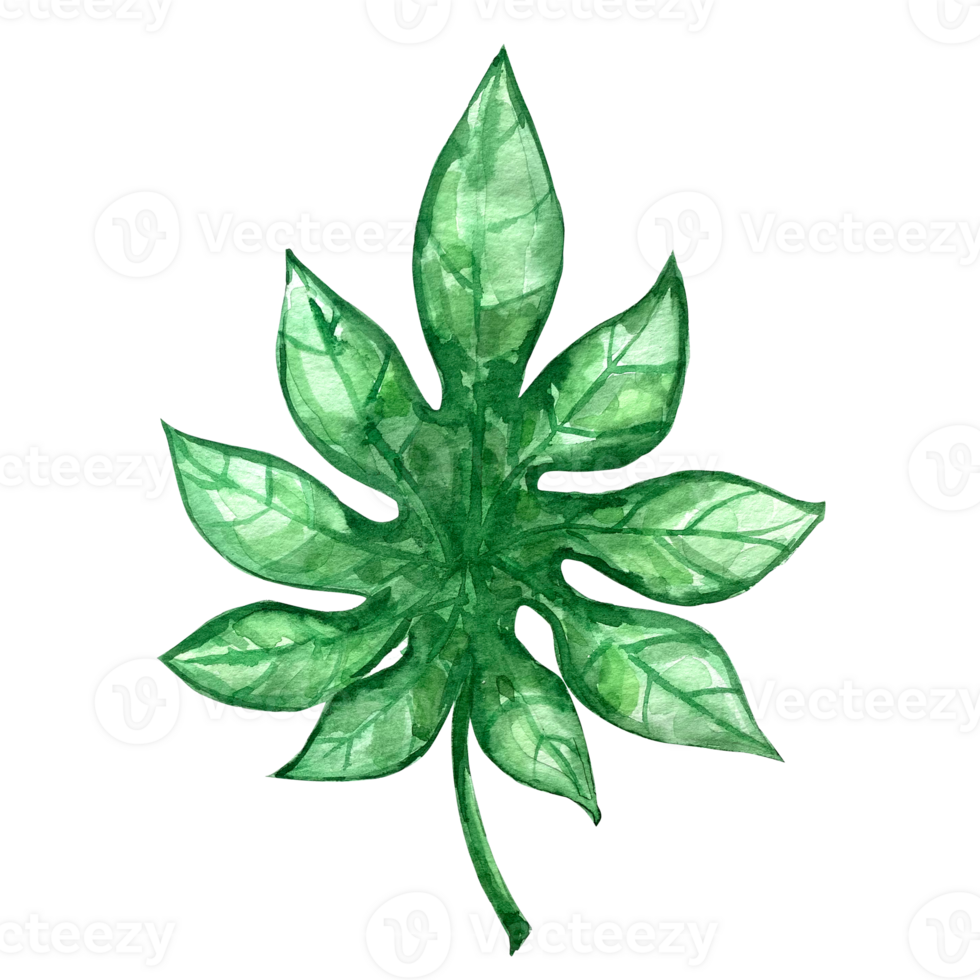 vattenfärg exotisk grön leafs illustration. vattenfärg lämna uppsättning. exotisk färgrik växt. träd djungel grön träd. realistisk botanisk illustrationer för bröllop design, kort. png