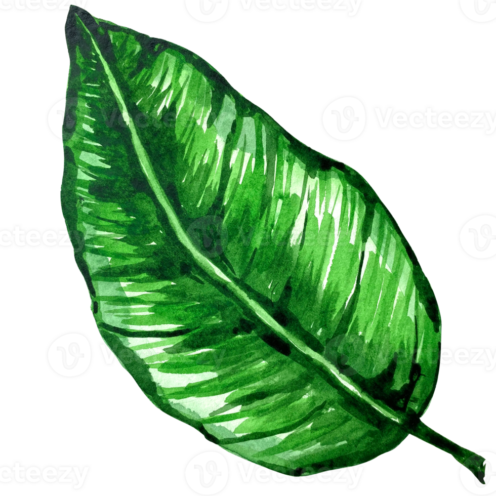 vattenfärg exotisk grön leafs illustration. vattenfärg lämna uppsättning. exotisk färgrik växt. träd djungel grön träd. realistisk botanisk illustrationer för bröllop design, kort. png