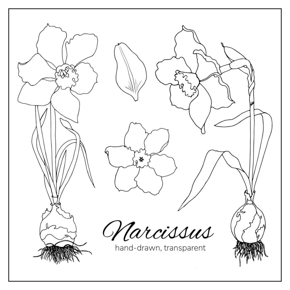 Daffodil or Narcissus flower drawings. Black and white line art on white backgrounds. Hand Drawn Botanical Illustrations for decoration, design, coloring pages, botany books. vector